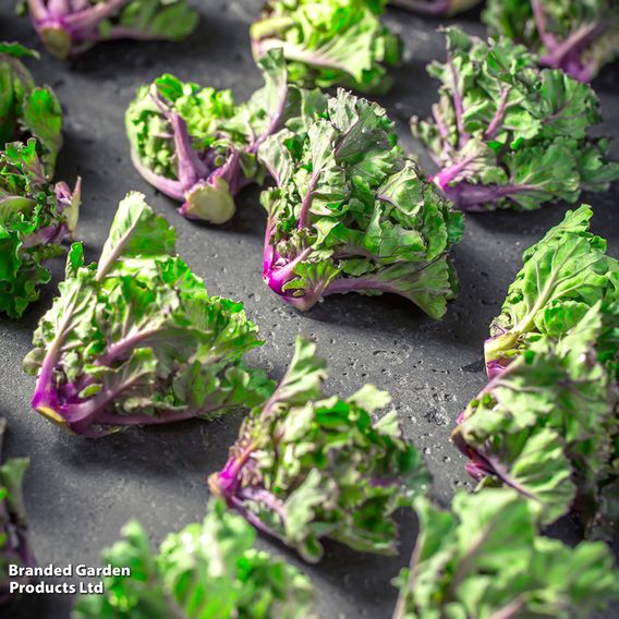 Brussels Sprout 'Kalette Flower Sprout Mix' - Seeds