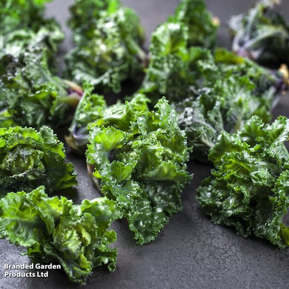 Brussels Sprout 'Kalette Flower Sprout Mix' - Seeds