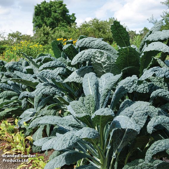 Kale 'Nero Di Toscana' - Organic Seeds