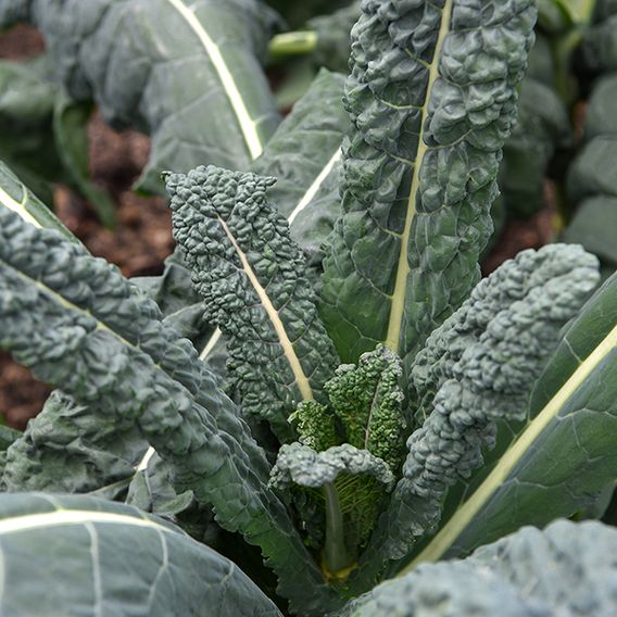 Kale 'Nero Di Toscana' - Organic Seeds