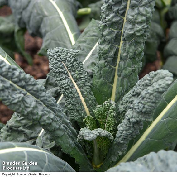 Kale 'Nero Di Toscana' - Organic Seeds