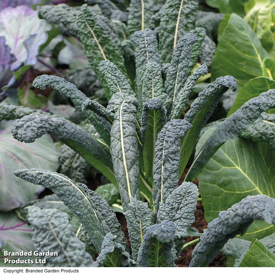 Kale 'Nero Di Toscana' - Organic Seeds