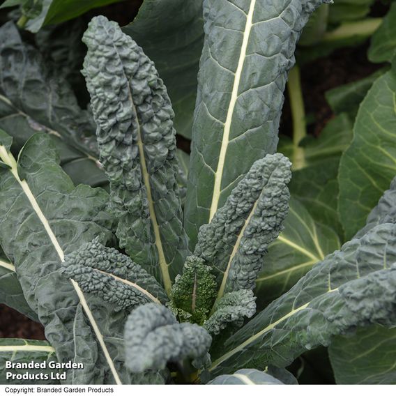 Kale 'Nero Di Toscana' - Organic Seeds