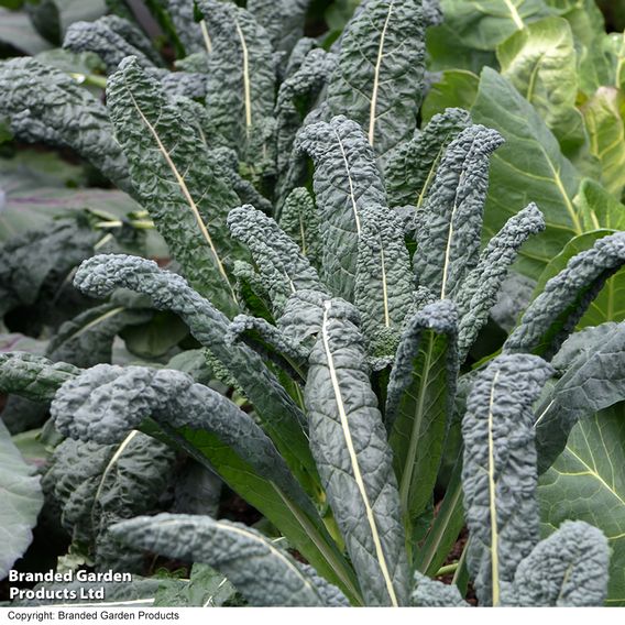 Kale 'Nero Di Toscana' - Organic Seeds