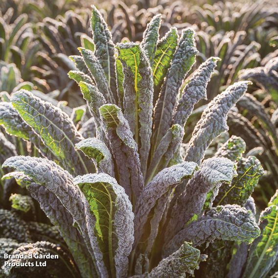 Kale 'Nero Di Toscana' - Organic Seeds