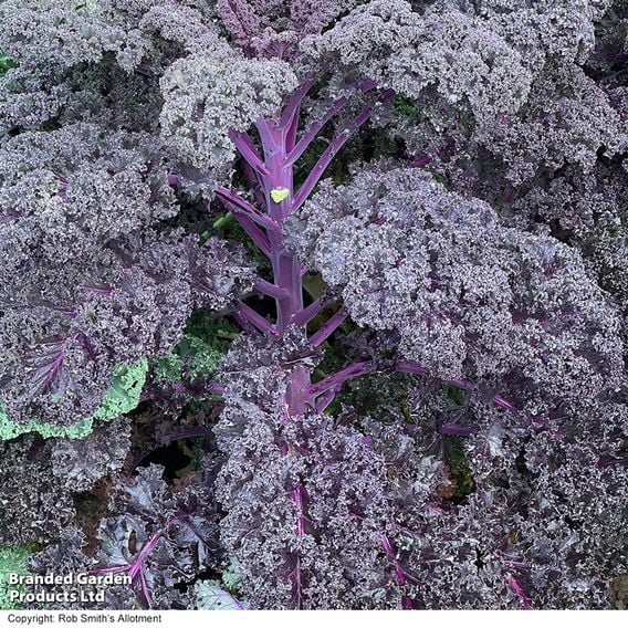 Kale 'Sunbor' F1 - Seeds