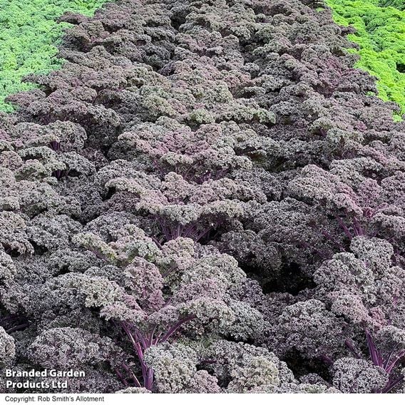 Kale 'Sunbor' F1 - Seeds