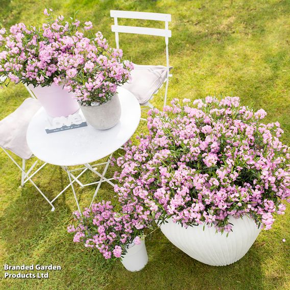 Kalmia polifolia