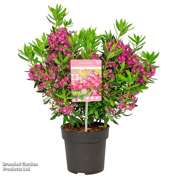 Kalmia angustifolia 'Rubra'