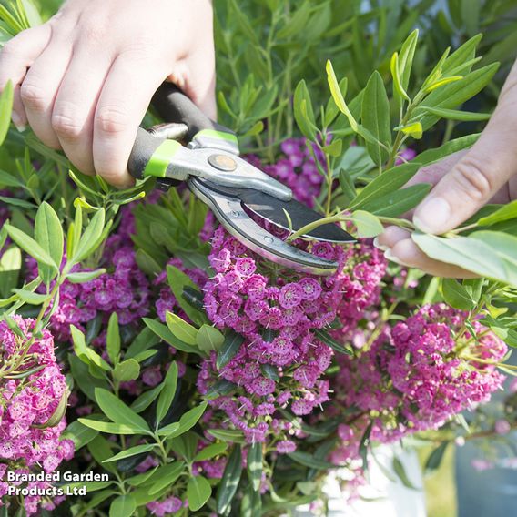 Kalmia angustifolia 'Rubra'