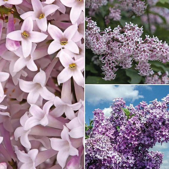 Lilac Fragrant Trio Collection