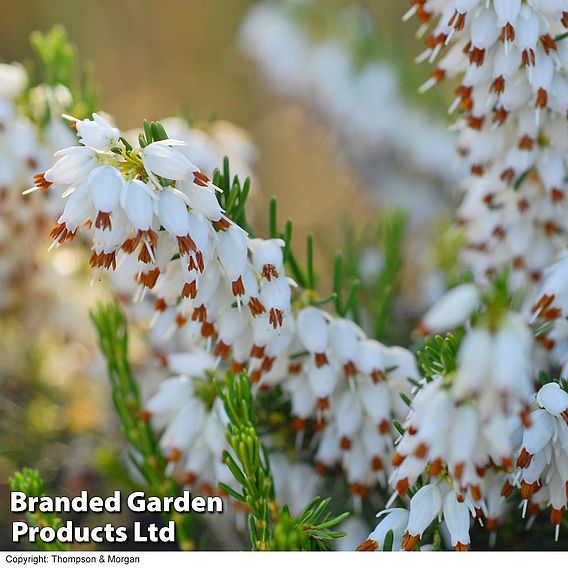 Erica x darleyensis f. albiflora 'White Perfection'