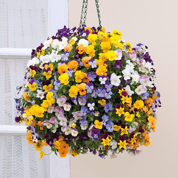 Viola (Ice Babies) 'Teardrops' Pre-Planted Hanging Basket