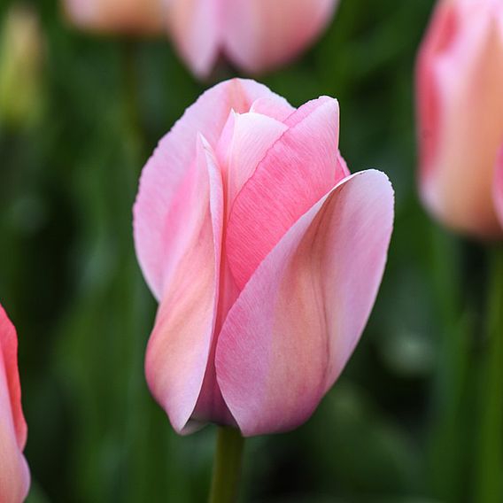 Tulip 'Bella Blush'