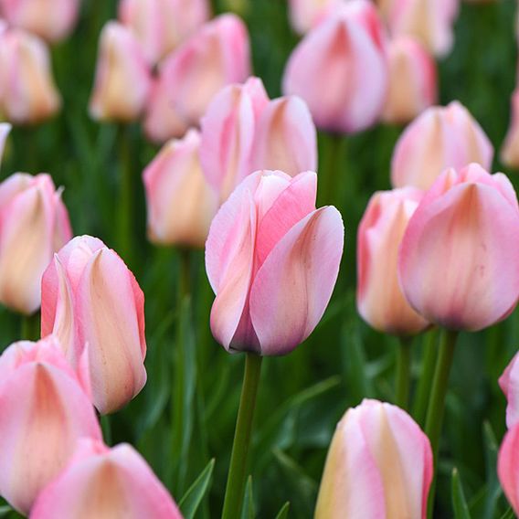 Tulip 'Bella Blush'