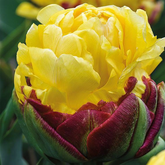 Tulip 'Ice Cream Yellow'