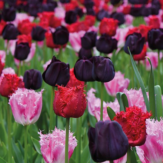 Tulip 'Berry Sorbet'