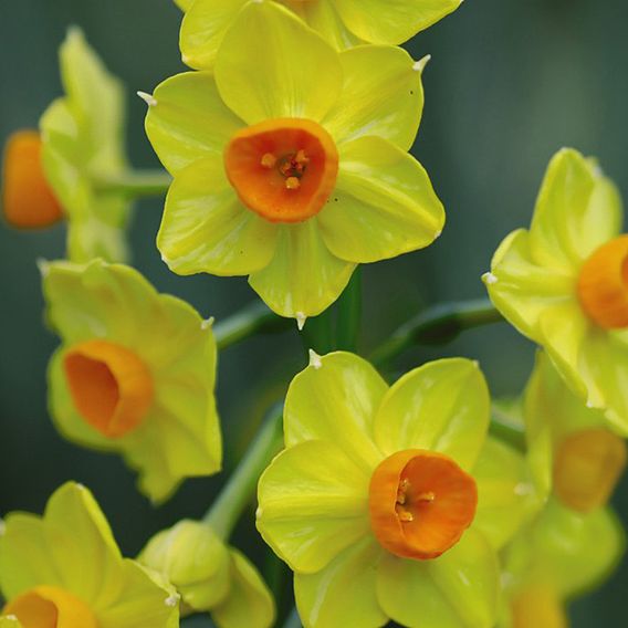 Narcissus 'Golden Dawn'