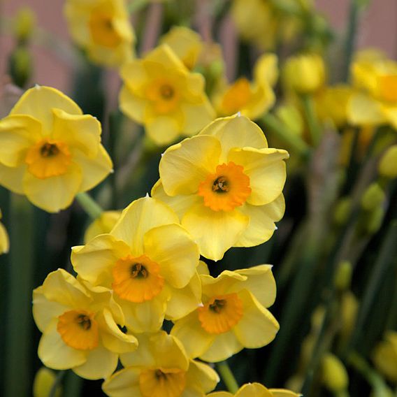 Narcissus 'Golden Dawn'