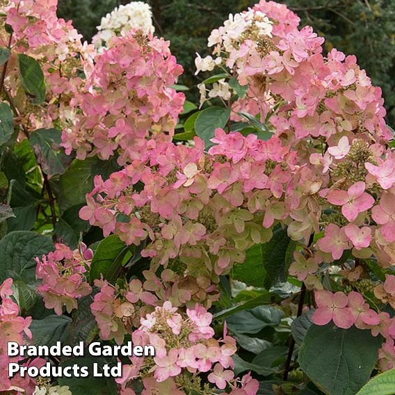 Hydrangea paniculata 'Pink Diamond'