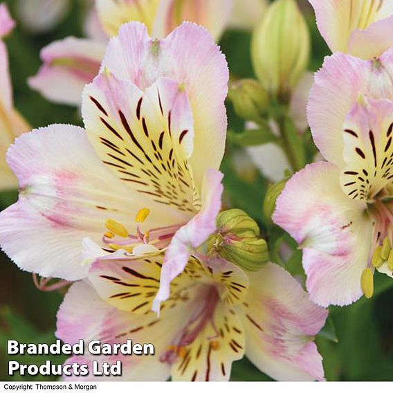 Alstroemeria 'Valley' Collection (Summer Paradise Series)