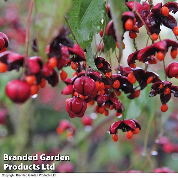 Euonymus europaeus 'Red Cascade'