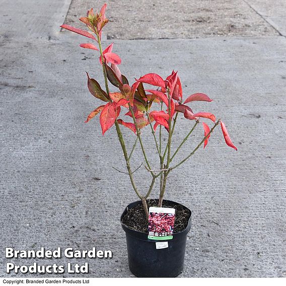 Euonymus europaeus 'Red Cascade'