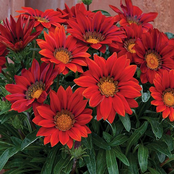 Gazania 'Red Shades'