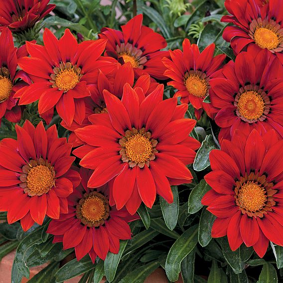 Gazania 'Red Shades'