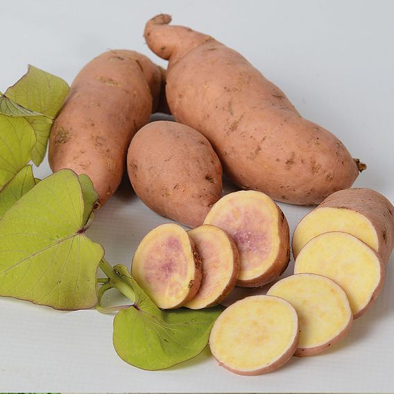Sweet Potato 'Makatea' (Treasure Island Series)