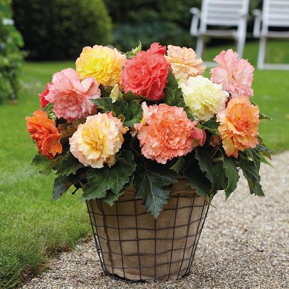 Begonia Bumper Pack