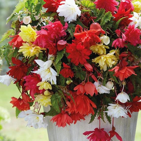 Begonia Bumper Pack