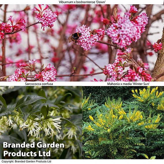 Winter Shrub Collection