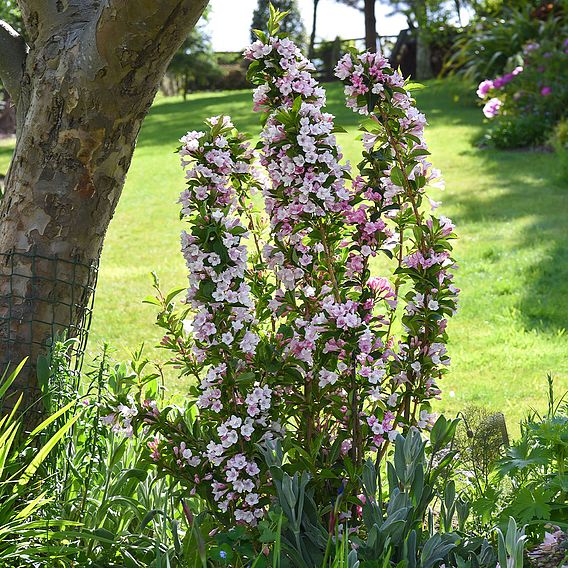 Weigela Towers of Flowers® 'Apple Blossom'