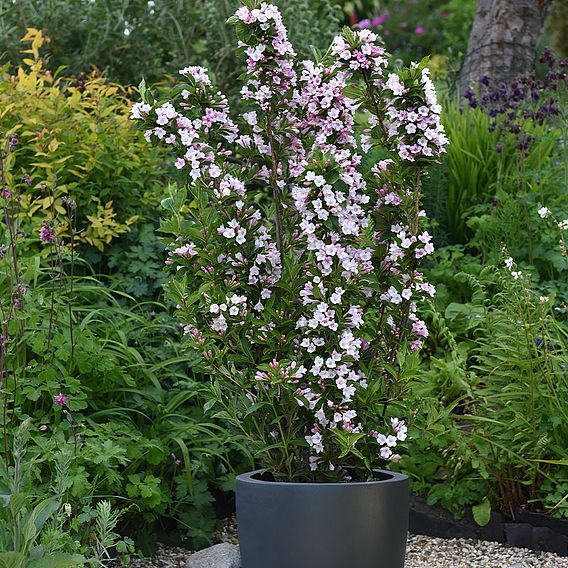 Weigela Towers of Flowers® 'Apple Blossom'