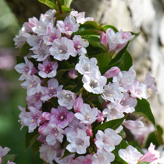 Weigela Towers of Flowers® 'Apple Blossom'