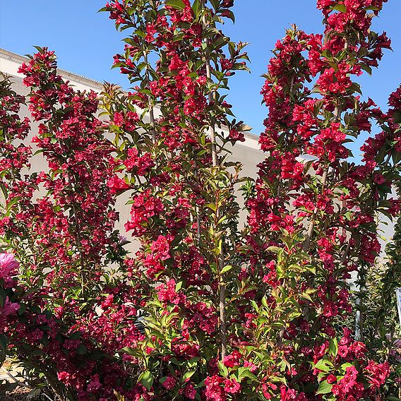 Weigela 'Towers of Flowers'® Duo