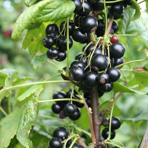 Blackcurrant 'Summer Pearls Giant'