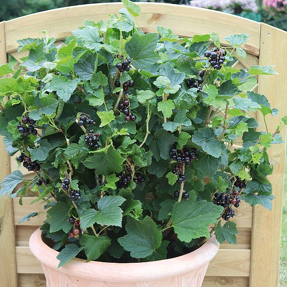 Blackcurrant 'Summer Pearls Giant'