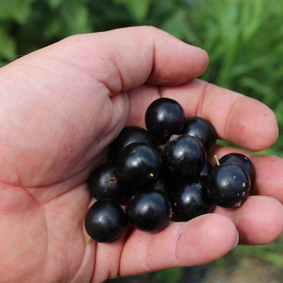 Blackcurrant 'Summer Pearls Giant'