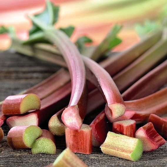 Rhubarb 'Sanvitos® Early'