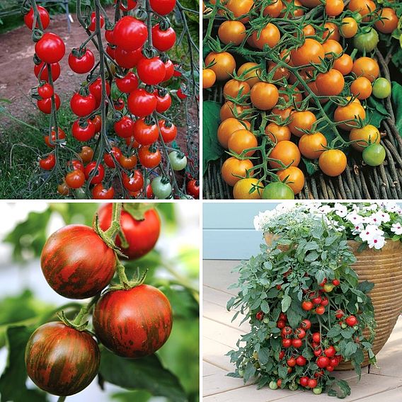 Nurseryman's Choice Tomatoes