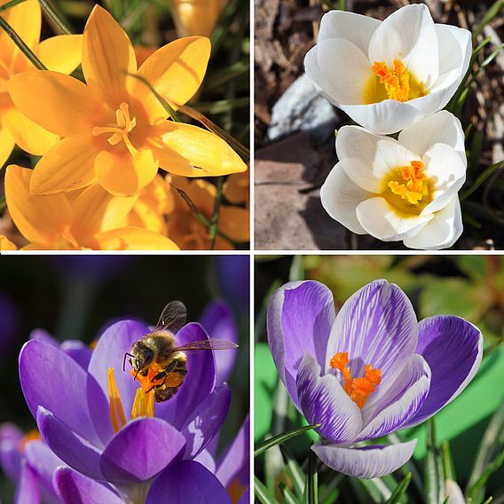 Crocus 'Large Dutch Collection'