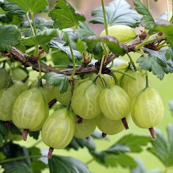 Gooseberry 'Giggles Green'