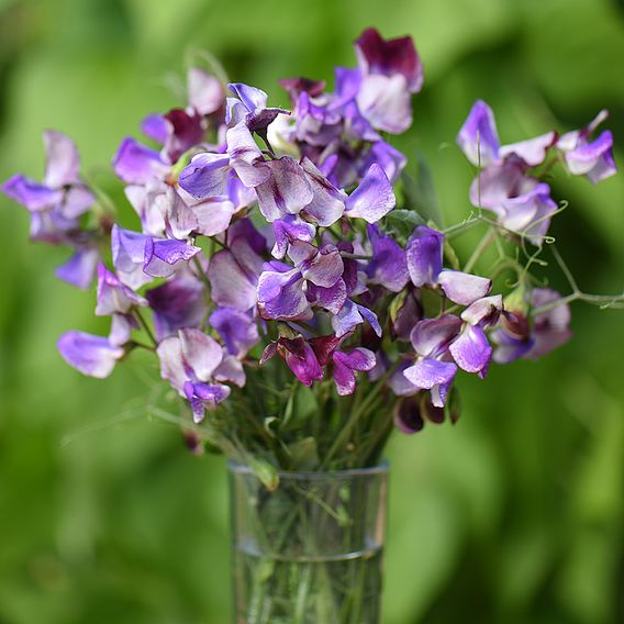 Sweet Pea 'Three Times As Sweet'