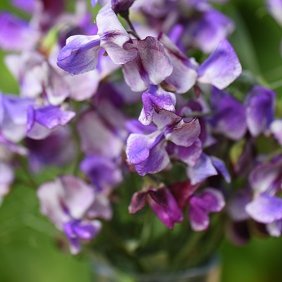 Sweet Pea 'Three Times As Sweet'