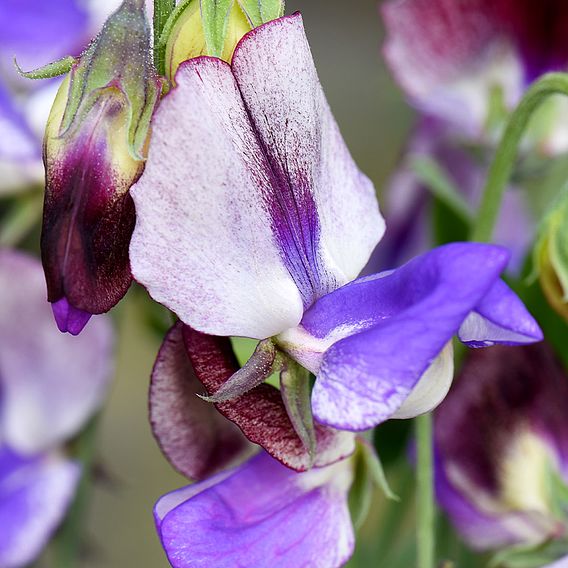 Sweet Pea 'Three Times As Sweet'