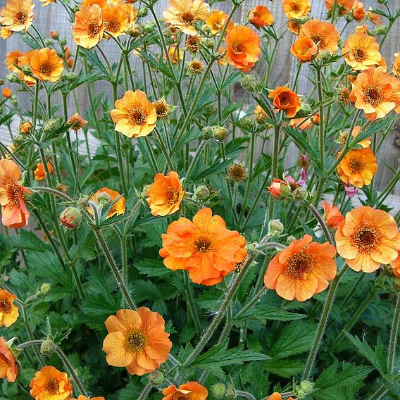 Geum 'Totally Tangerine'