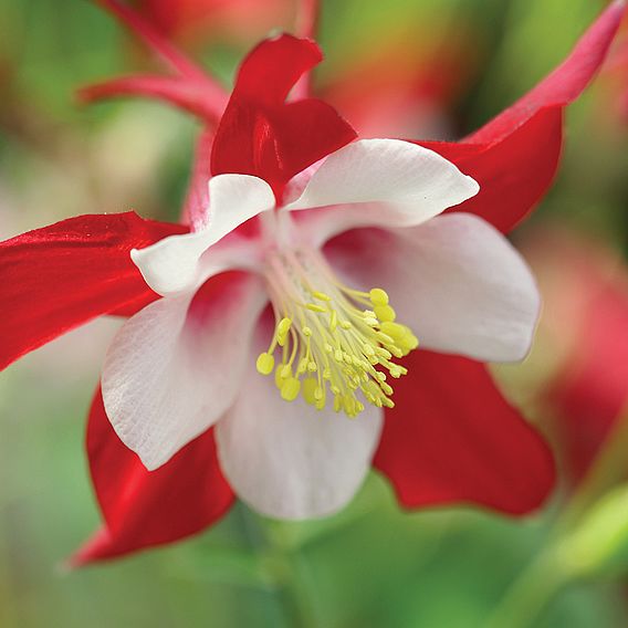 Aquilegia 'Red Dream'