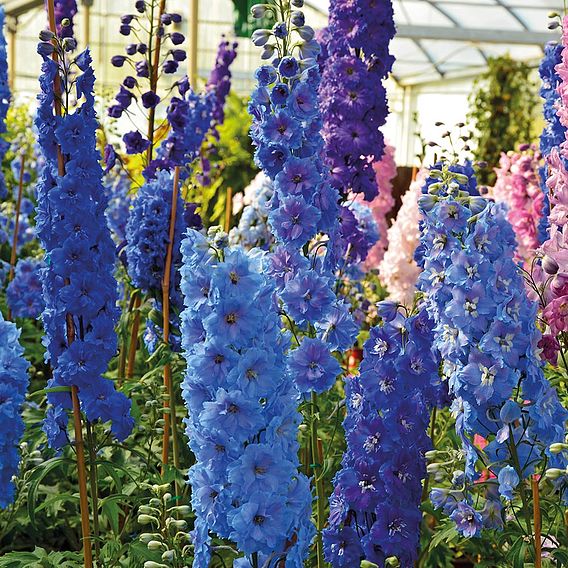 Delphinium 'Pacific Giants Mixed'